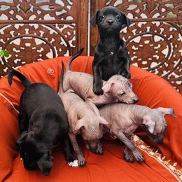 Xoloitzcuintli Puppies from Xolos Jazmin