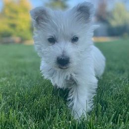 "Cooper Creeping" West Highland White Terrier Puppies from Pleasant Prairie Farms