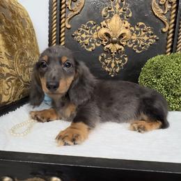 Boho- dapple tan - Blue and tan male Dachshund puppy in Collins, Georgia from Liberty Longhair Dachshunds