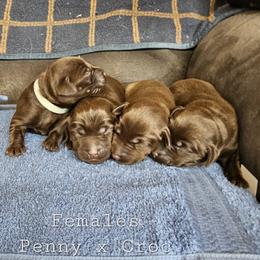 Girl 3 - Chocolate female Labrador Retriever puppy in Boyd, Minnesota from Lindley Labradors