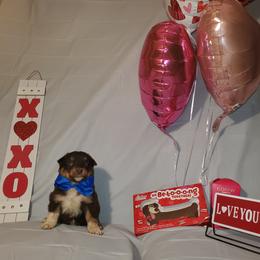 Boy 3 - Australian Shepherd puppy in Cochise County, Arizona from 2Morrows Aussies
