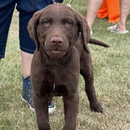 Sliver of white - Brown male Chesapeake Bay Retriever puppy in Jacobson, Minnesota from Ball Bluff Kennel