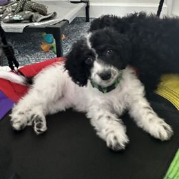 Miss Green - Black and white female Cockapoo puppy in Tampa, Florida from Mary Puppins