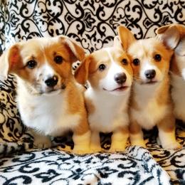 Pembroke Welsh Corgi Puppies from Whimsical Treasure Corgis