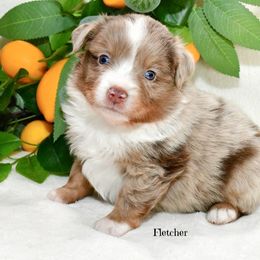 Fletcher - Red merle male Australian Shepherd puppy in Ranger, Texas from Outback Mini Aussies