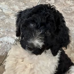 Goldendoodle puppies from Life is Golden Doodles