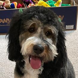 Bernedoodles from Peyton Doodles