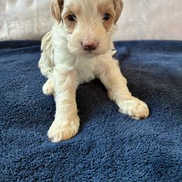Happy - Brown and white male Cockapoo puppy in Adrian, Oregon from ApplebyFarm