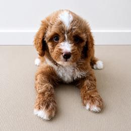Ridge - Apricot male Cavapoo puppy in Ville Platte, Louisiana from The Barkery