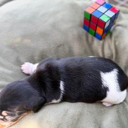 Pesto  AKC - Piebald male Dachshund puppy in Sacramento, California from Valentina's mini  AKC Dachshunds