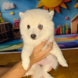 June-Toy-1800 - White female Pomsky puppy in Spring Hill, Florida from www.PuppyTimeEmporium.com
