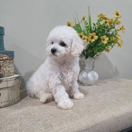 Wren (AKC) - White female Poodle puppy in Rainbow City, Alabama from Spinks Poodles