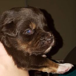 Miniature American Shepherd and Miniature Australian Shepherd Puppies from Skiba Mini Aussies