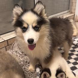 Bear - Black and white male Pomsky puppy in Bucyrus, Missouri from Hill Top Pomskies