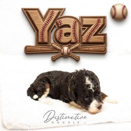 Girl 2 - female Aussiedoodle puppy in Kennesaw, Georgia from Distinctive Doodle