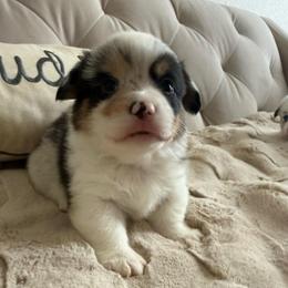Pistol - Blue merle and white male American Corgi puppy in Decatur, Texas from Bar S Corgis