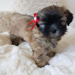 Girl one - Black and tan female Shih Tzu puppy in Paradise, California from Richview Shihtzu