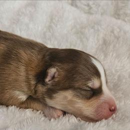 Copper - Red and white male Pomsky puppy in Stover, Missouri from Lx2 County Line Pomskies