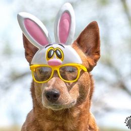 Australian Cattle Dog All Grown Up from Linda Griffiths