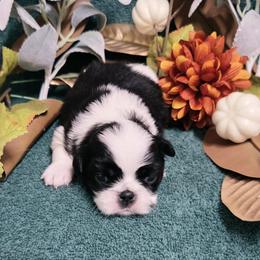Boy 2 - male Japanese Chin puppy in Tulsa, Oklahoma from Locust Creek Pugs & Japanese Chin's