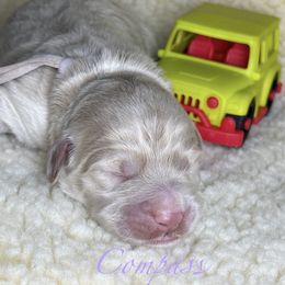 Compass - Cream female Goldendoodle puppy in Memphis, Tennessee from Harlee Rose n Doodles