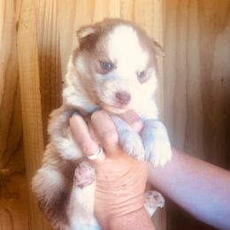 Maverick - Red and white male Siberian Husky puppy in Thomasville, Georgia from Southern Blues Siberian Huskies
