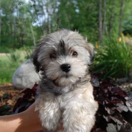 Havanese Puppies from Selah Havanese
