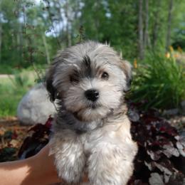 Havanese Puppies from Selah Havanese