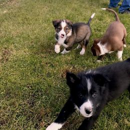 Border Collie Puppies from HC Kennels