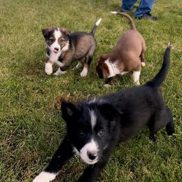 Border Collie Puppies from HC Kennels