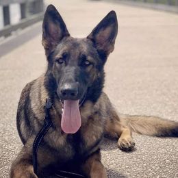 Zuri - German Shepherd