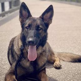 Zuri - German Shepherd