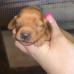Caroline - Red female Dachshund puppy in Goldthwaite, Texas from Mini Mama Dachshunds