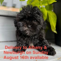 Ziggy - Black male Shihpoo puppy in Rush, New York from Care Bear Puppies