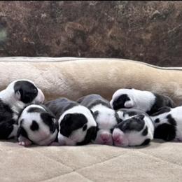 Boston Terrier Puppies from Candi's Boston Terriers