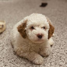 Bernedoodle, Goldendoodle, and Poodle Puppies from 4goldendoodles