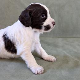 NOT A PET Working home only - Liver and white female English Cocker Spaniel puppy in Phillips, Nebraska from Fenloch Gundogs