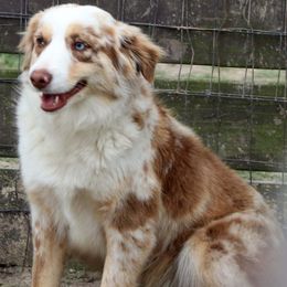 Aussiedoodles, Miniature Australian Shepherds, Poodles, and Toy Australian Shepherds from Sandy Creek Kennels