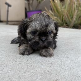 Biscuit - Black and tan male Shih Tzu puppy in Selma, California from JAB