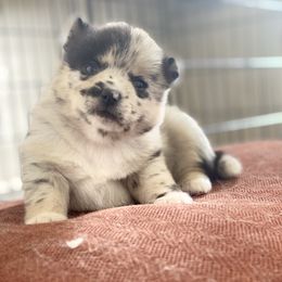 Pomsky Puppies from Pomsky‘s Palace