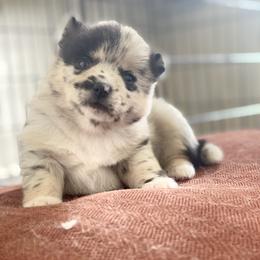 Pomsky Puppies from Pomsky‘s Palace
