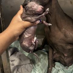 Old English Sheepdog and Peruvian Inca Orchid Puppies from La Siren