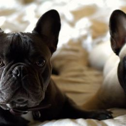 French Bulldogs from Fro's Frenchies