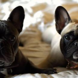 French Bulldogs from Fro's Frenchies