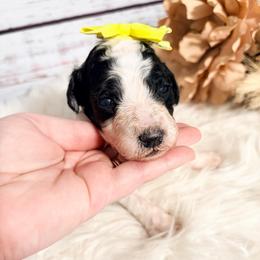 Snowy - Black and white female Sheepadoodle puppy in Nixa, Missouri from Davis Family Doodles