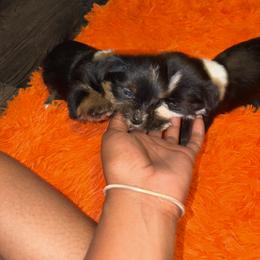 Shorkie Puppies from Sharlena Henderson