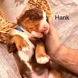 Hank Williams - Tri-color male Bernedoodle puppy in Draper, Utah from Salt City Farm