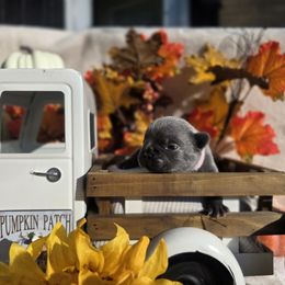 Pink Collar Girl - Blue female French Bulldog puppy in Burleson, Texas from Diamond Deluxx Frenchies