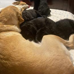 Labradoodle Puppies from Jazzy Doodles