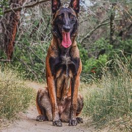 Enyo - Belgian Malinois